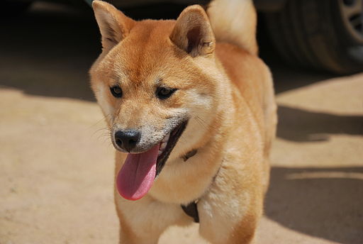 Shiba Inu Kabosu